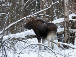 В Хопёрском заповеднике провели зимний учёт животных