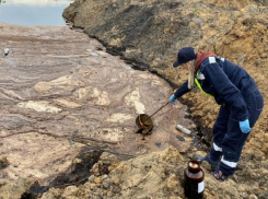 За нанесенный вред природе собственника участка обязали выплатить 5,6 млн рублей в Терновском районе 