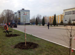 Улицы Борисоглебска продолжают озеленять