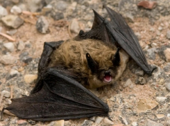 Что делать при обнаружении летучих мышей весной, рассказали жителям Воронежской области