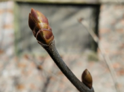 Потепление до +17 градусов нагрянет в Воронежскую область 