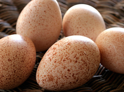 В Воронежской области планируют наладить производство инкубационных яиц индейки