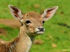 Водителей предупреждают о начале гона у лосей и оленей в Воронежской области