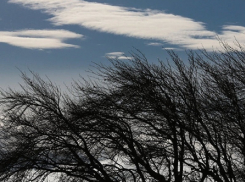 Синоптики предупреждают жителей Воронежской области о крепком ветре