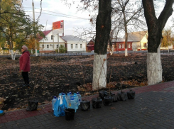 Борисоглебские медики высадили в Театральном парке еще 20 деревьев