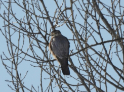 В Хопёрском заповеднике заметили редкого гостя – дербника