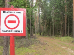 Жителям Воронежской области запретили въезд в хвойные леса