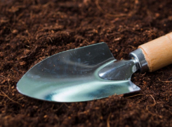 В Воронежской области грибник нашёл человеческие череп и кости
