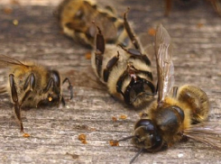 Эксперты выяснили причину массовой гибели пчёл в Воронежской области