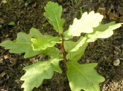 В Поворинском районе высадили 5 тыс. саженцев дуба