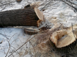 В Терновском районе местный житель напилил деревьев на 100 тысяч рублей