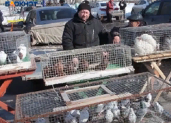 «Свободу попугаям!» Мобкор «Блокнот Борисоглебск» посетил ярмарку домашних животных в Борисоглебске