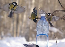 Борисоглебцев призывают сделать кормушки для птиц
