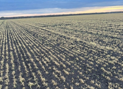 Потери урожая из-за майских заморозков в Воронежской области признали ЧС федерального уровня