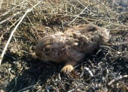 Ландшафтные пожары начали убивать животных в Воронежской области
