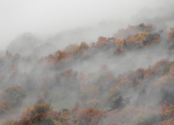 Жёлтый уровень погодной опасности ввели в Воронежской области из-за тумана