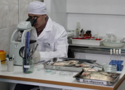 В Борисоглебске и соседних районах Роспотребнадзор проверил рыбную продукцию