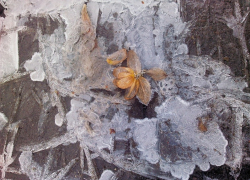 Морозы ударят с новой силой по Воронежской области