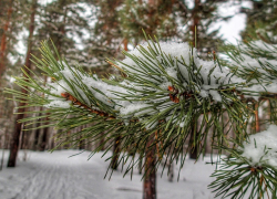 В Воронежской области лесники будут охранять молодые сосны от мародёров