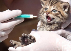 В Воронежской области вновь обнаружены ветпрепараты, которые травят животных