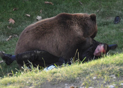 Сегодня под Воронежем 84-летнего местного жителя убил МЕДВЕДЬ