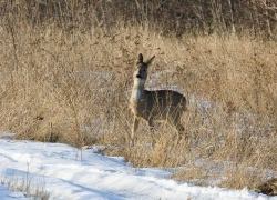 Косули на дороге. Водителей Воронежской области просят об осторожности
