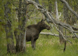 В Хопёрском заповеднике откроют для посетителей «дикую тропу»