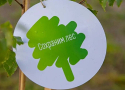 Воронежская область присоединится к осенней акции «Сохраним лес»