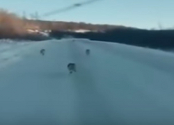 Бегущих в Воронеж волков сняли на видео