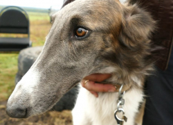 В Борисоглебске прошла выставка охотничьих собак