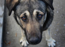 Власти Борисоглебска обсуждают источники финансирования  на  приют  для бездомных животных