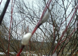 В Борисоглебске зацвела верба и возвращается зима