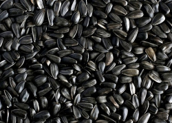 Терновский мукомольный завод оштрафовали за нарушение правил хранения подсолнечника 