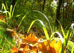 Синоптики рассказали, каким будет остаток лета в Воронежской области