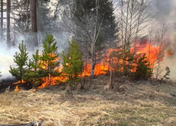 Очередной пожар в Воронежском заповеднике уничтожил площадь в 2,8 га
