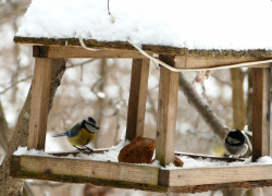 Столовую для лесных птиц оборудовали жители  Юго-Восточного микрорайона  г.Борисоглебска