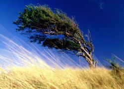 Штормовое предупреждение! В Воронежской области ожидается усиление ветра.
