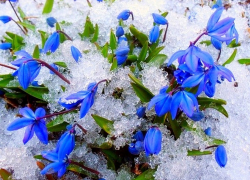 В Воронежской области стартовала экологическая акция «Первоцвет»