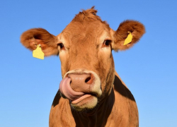 «Ростелеком» рассказал аграриям Воронежской области о мониторинге крупного рогатого скота