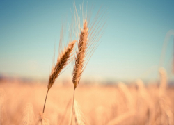 В Воронежской области отменили режим ЧС, введенный из-за гибели урожая