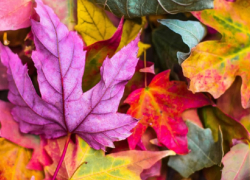 В Воронежской области потеплеет до +27 градусов