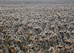 Пропавшую 9 ноября пенсионерку из пгт Грибановский нашли мертвой