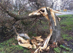 Шквалистый ветер поломал в Борисоглебске деревья
