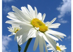 Празднование Дня семьи, любви и верности – массово и разнообразно! Как будут отмечать праздник в Борисоглебске.