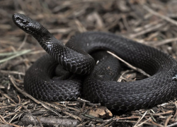 В окрестностях Борисоглебска активизировались змеи