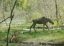 Новорожденного лосёнка с мамой сняли на видео в Хопёрском заповеднике