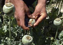 Житель Грибановского района  выращивал на приусадебном участке маковые кусты