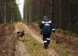 Сегодня под Борисоглебском искали потерявшегося грибника
