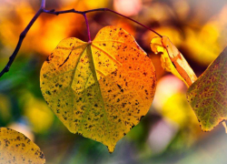 Погодное чудо в Воронежской области предсказал главный метеоролог России