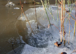 В Грибановском районе в пруду утонул пенсионер